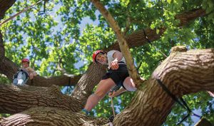Goodleaf-tree-climbing